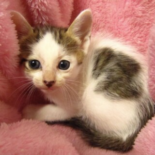 里親様に迎えられました。子猫♀