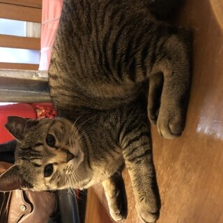 遊び大好きキャロル♀