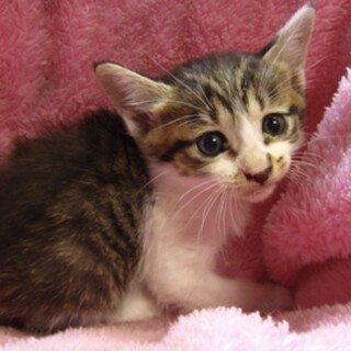 里親様に迎えられました。子猫♂