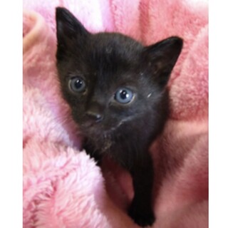 里親様に迎えられました。