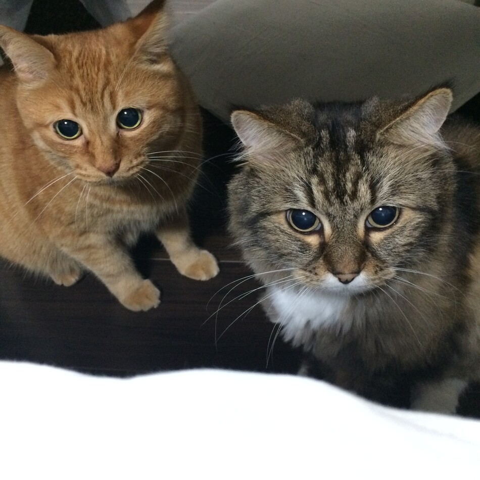 ラルのカバー写真