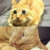 寝顔は別猫ｗ