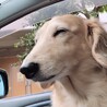 あきてぃま