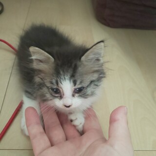 生後１ヶ月のサバ白の仔猫です