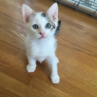 お見合い予定☆はるみくん♂2ヶ月