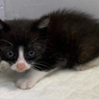 譲渡されました。