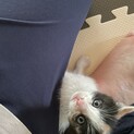 三毛猫メス子猫の里親募集！甘えん坊で遊び好き！