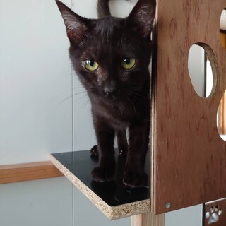 優しく、人大好き肩乗り黒猫　カンゾウくん