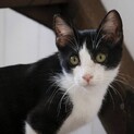 左足に長靴をはいた黒猫　高麗人参くん