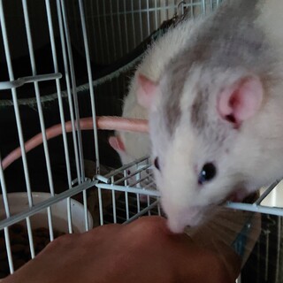 ファンシーラット男の子２匹、女の子２匹