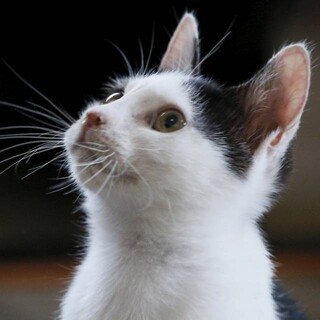 人大好きお膝猫　スイカズラちゃん