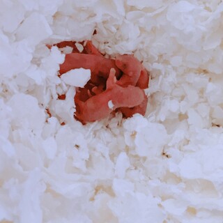 アフリカヤマネの赤ちゃん