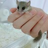 アフリカヤマネの赤ちゃん サムネイル2