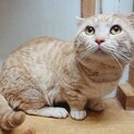 マンチカン男の子