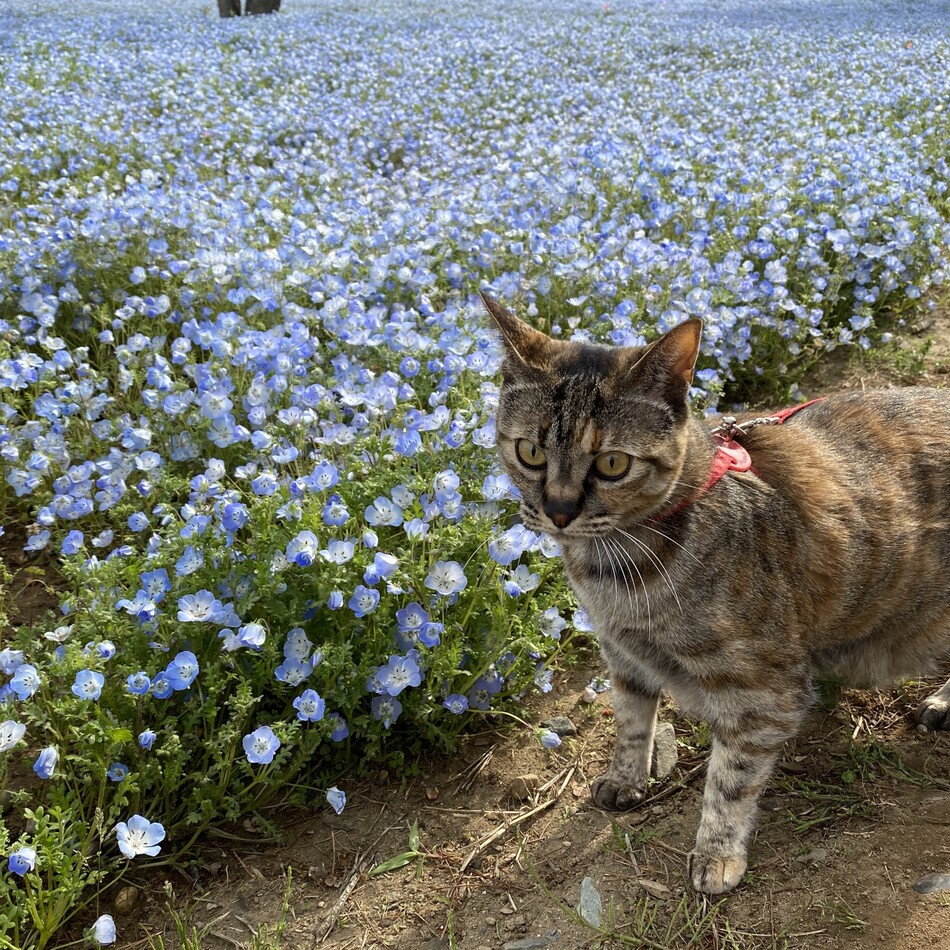 ゆずのカバー写真