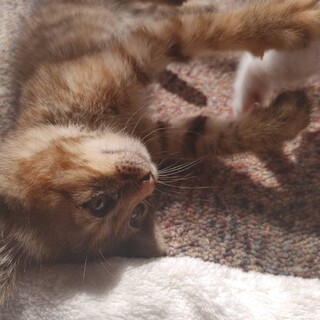 サビキジトラの甘ちゃん。