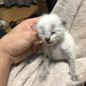 生後10〜15日程度の白色子猫です　