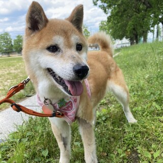 今を懸命に生きる凛とした姿のやよいちゃんに家族を！