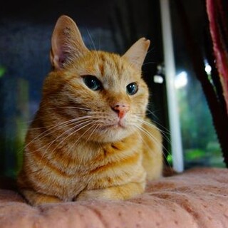 ★高齢女性大歓迎！ちゃぴおです！★