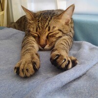 ヴィッキー