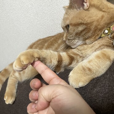 前足右にホクロ2個