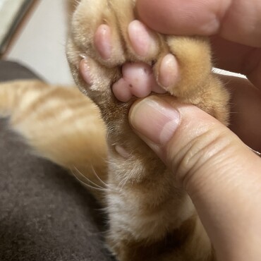 前足右にホクロ2個