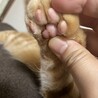 前足右にホクロ2個