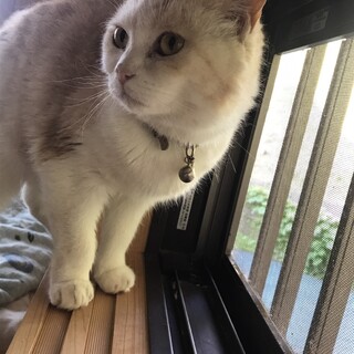 里親決定しました