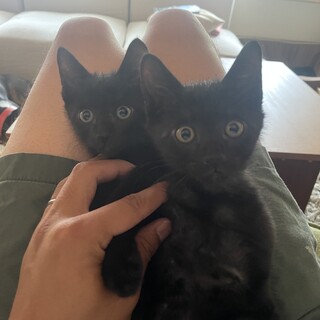 かわいい黒猫2匹