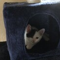 白地にブチのふわふわさん