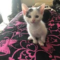 子猫達の里親さんを探してます(^.^)