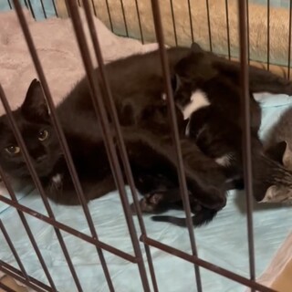 優しいママと、甘えん坊な子猫達です！