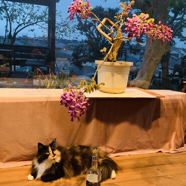 お花見❤️