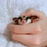 もちもか さん