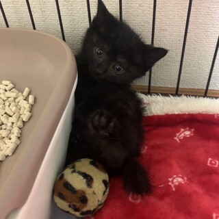 ありがとうございました★おっとり坊やの　コナンくん