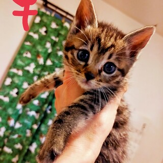 譲渡決定！人懐っこいコロコロしたキジトラ