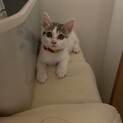 可愛い白キジボブテイルの女の子【一時募集停止】