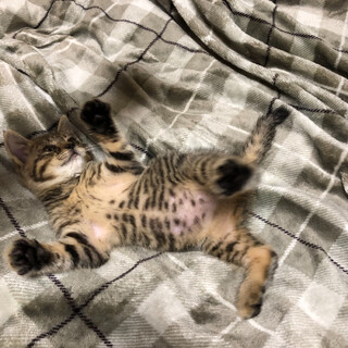 甘えん坊の可愛い子猫