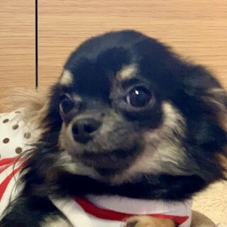 生地（いくじ）元気になった小さなプリンセス