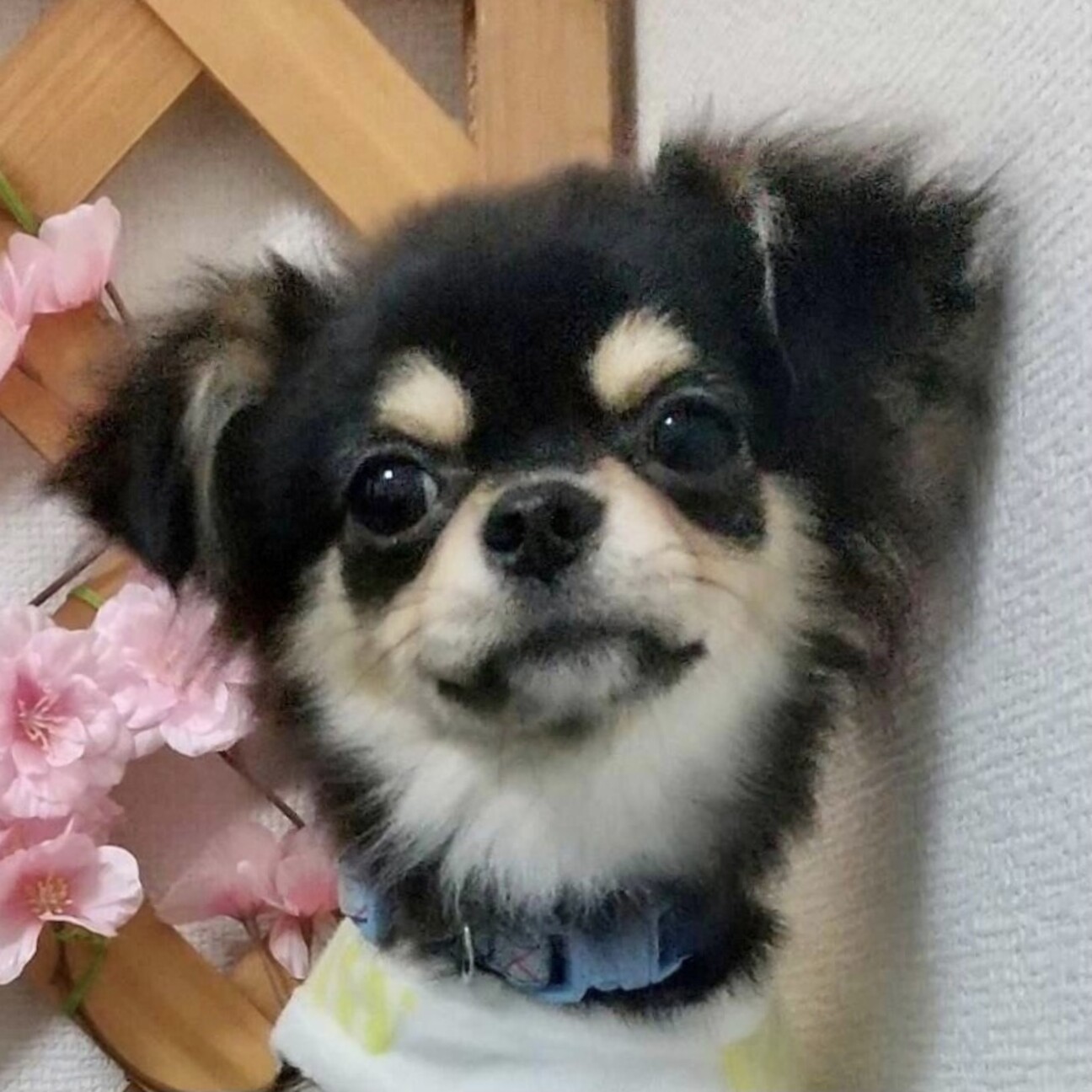 身延 みのぶ 可愛い耳垂れ王子 埼玉県 犬の里親募集 ペットのおうち 月間利用者150万人