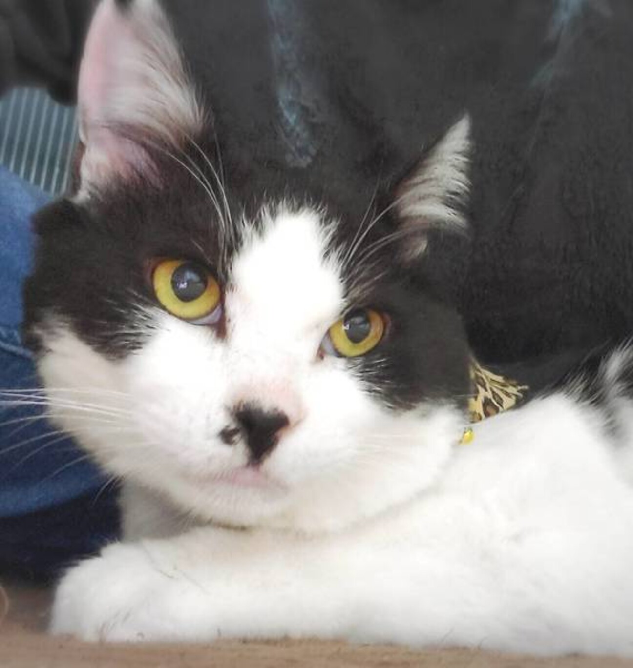 6 6東日本橋 癒し系 東京都 猫の里親募集 3644 ペットのおうち 月間利用者150万人