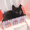 黒猫ちゃん◆ 生後2ヶ月 男の子 ◆ピンクタイ