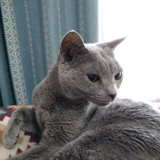 ロシアンブルー甘えん坊のお嬢さん★アンデスちゃん