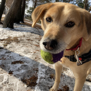 わがままボディのリーくん