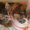 ５兄弟のしっかり者の次女ちゃん