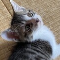 元気いっぱい☆甘えん坊でかわいいライムくん