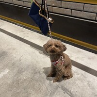 せろり