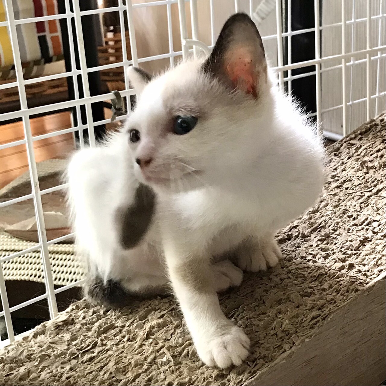 クリオネ おかげさまで 神奈川県 猫の里親募集 ペットのおうち 月間利用者150万人