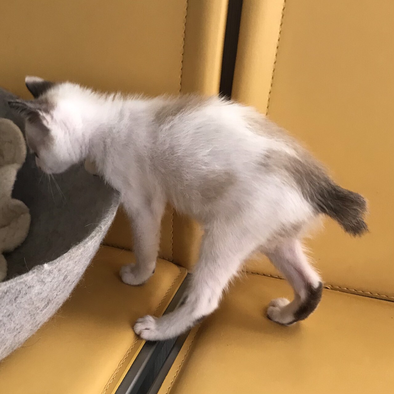 クリオネ おかげさまで 神奈川県 猫の里親募集 ペットのおうち 月間利用者150万人