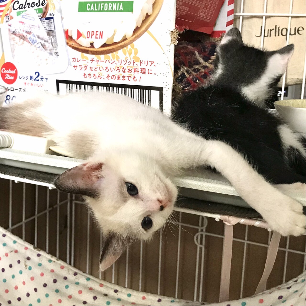 クリオネ おかげさまで 神奈川県 猫の里親募集 ペットのおうち 月間利用者150万人